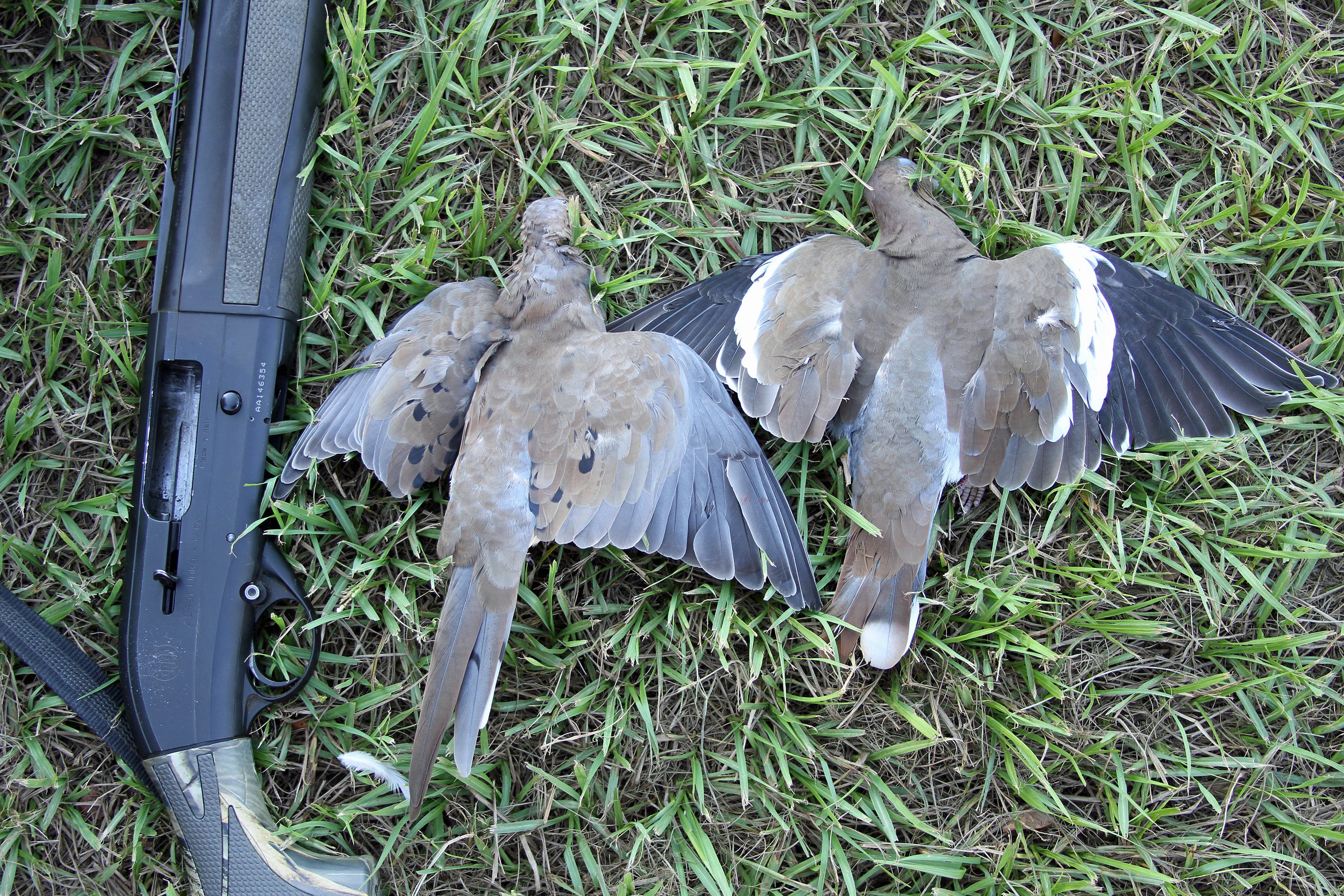 North Zone Dove Season Opens on Labor Day Weekend Outdoor Alabama